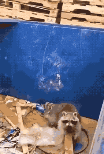 Clever_racoon_4588_54.gif